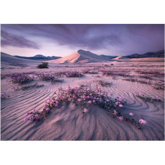 Puzzle 1000 elementów Pustynia o wschodzie słońca, Alexander von Humboldt