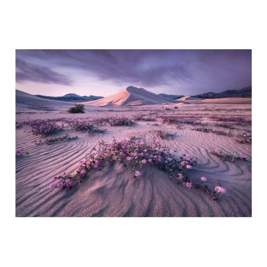 Puzzle 1000 elementów Pustynia o wschodzie słońca, Alexander von Humboldt