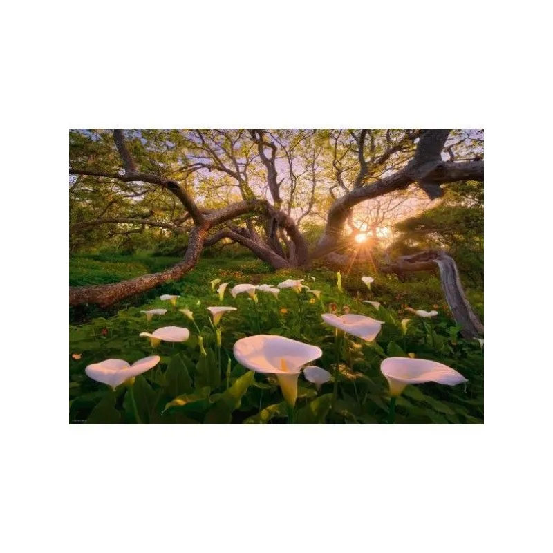 Puzzle 1000 elementów Magiczny las , Kalie