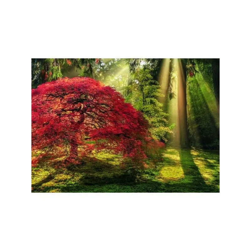 Puzzle 1000 el. Las o zachodzie słonca