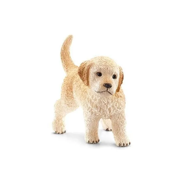 Golden retriever, szczenię