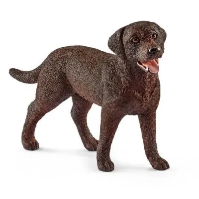 Labrador Retriever Suczka
