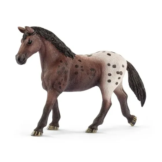 Klacz rasy Appaloosa