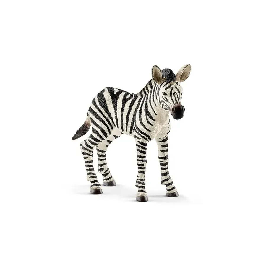 Zebra, źrebię