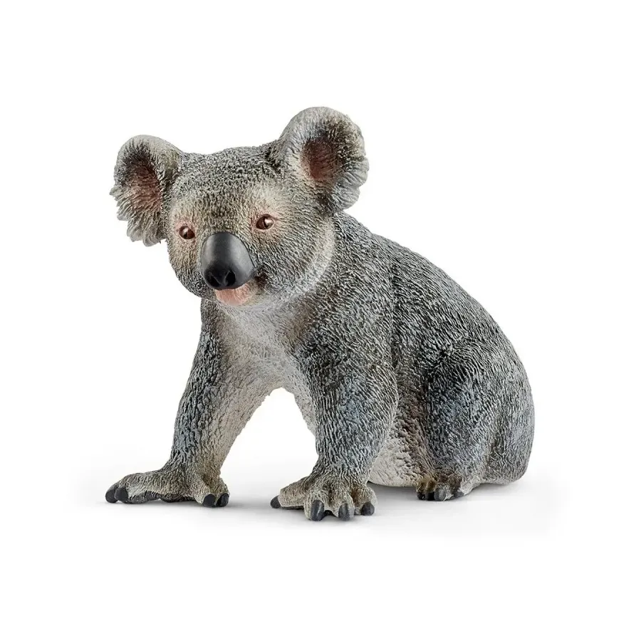 Miś koala